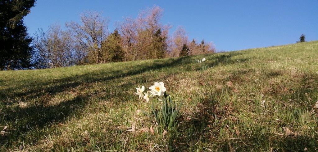 You are currently viewing Od doma na Blegoš [Kladje-Škofje-Robidnica-Blegoš]